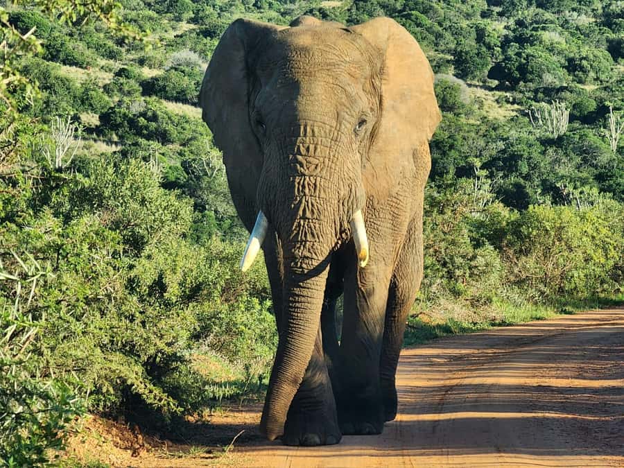 Private Addo Elephant National Park Half Day Tour - What to bring, and the simple rules that keep things safe