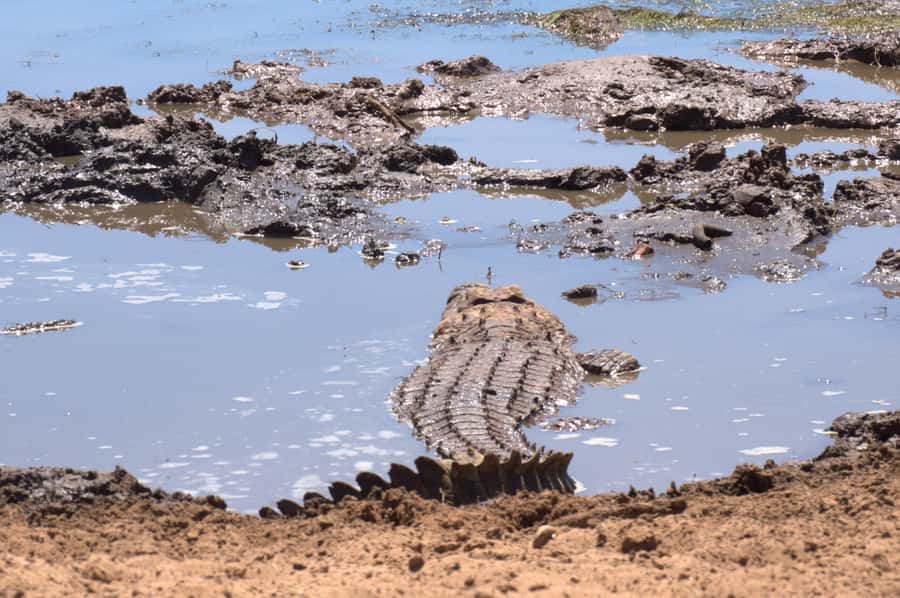 Private Addo & Schotia Full Day Tour - Key things I’d plan around