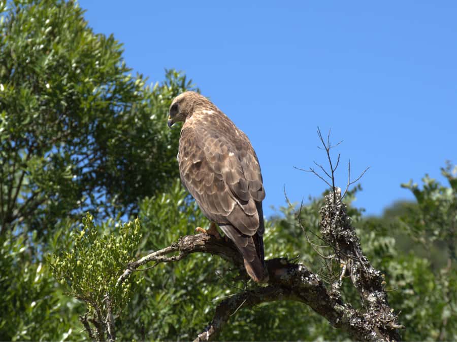 Private Addo & Schotia Full Day Tour - A full-day Big Five safari loop from Jeffreys Bay