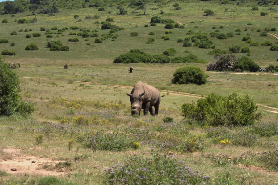 Private Addo & Schotia Full Day Tour - Lunch at Nanaga before Schotia’s afternoon drive