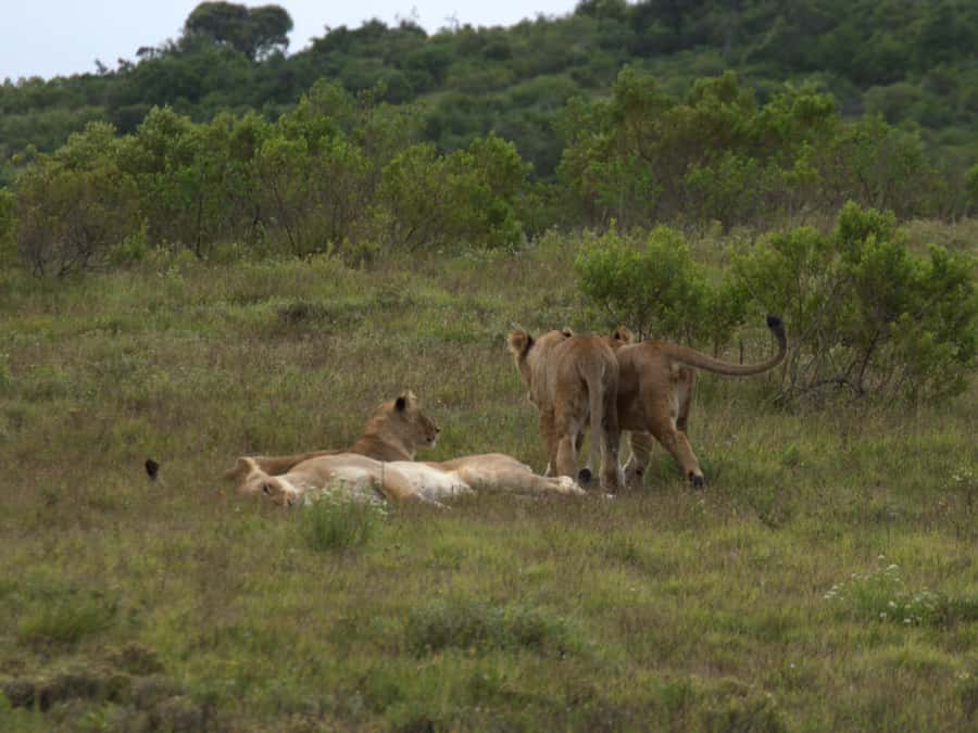 Private Addo & Schotia Full Day Tour - Schotia Safaris Private Game Reserve in the afternoon