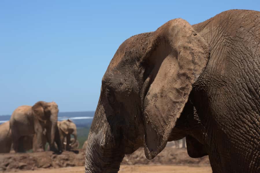 Private Addo & Schotia Full Day Tour - Price and value: what $467 buys you