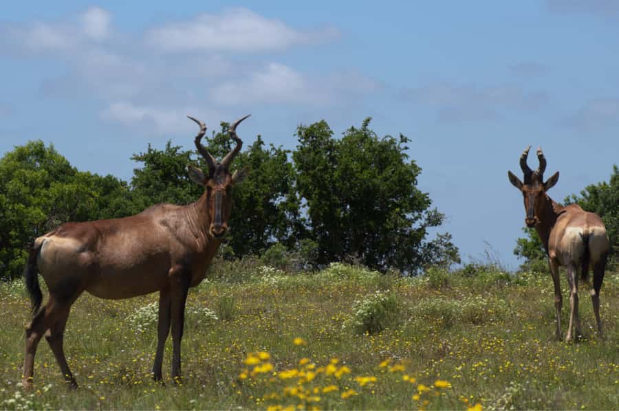 Private Addo & Schotia Full Day Tour - A personal touch that helps the day feel human