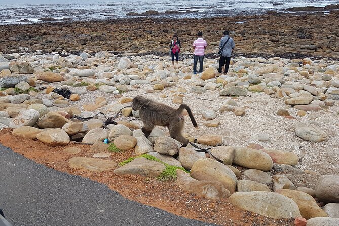 Private Cape of Good Hope and Penguins Full-Day (Sightseeing Guided) - Coffee Break at Noordhoek Farm Village