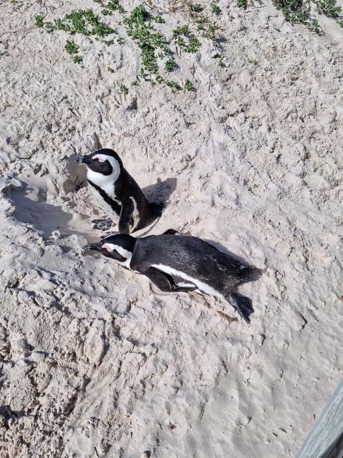 Private Cape of Good Hope and Penguins Full-Day Tour - Key highlights worth your attention