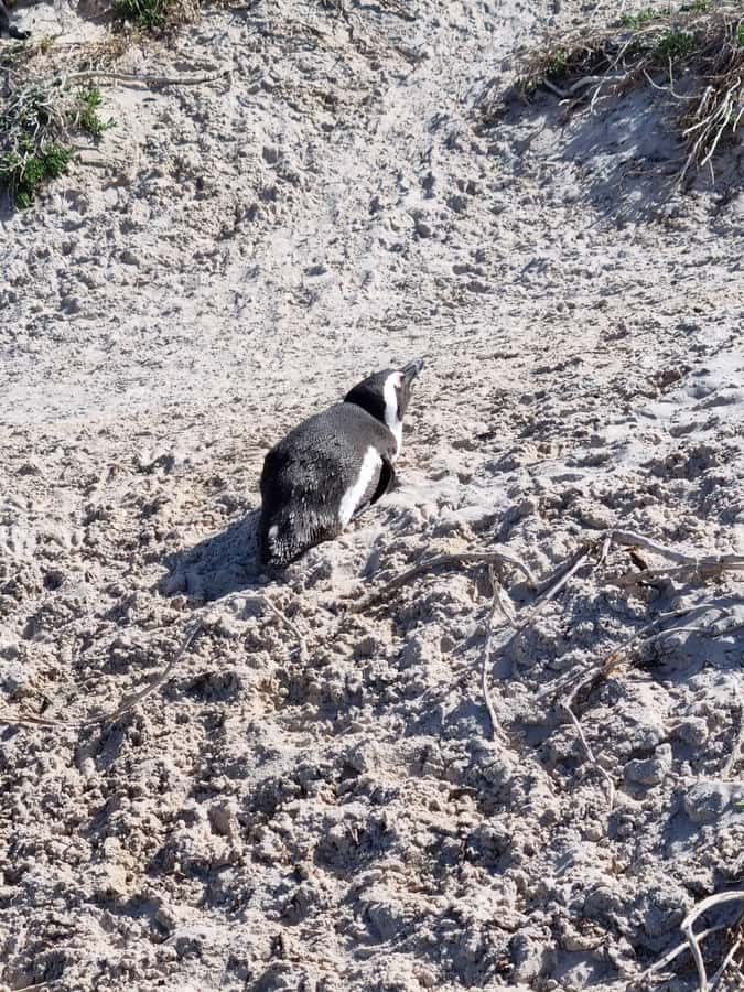 Private Cape of Good Hope and Penguins Full-Day Tour - Private Cape Peninsula Comfort, Hotel Pickup to Chapman’s Peak
