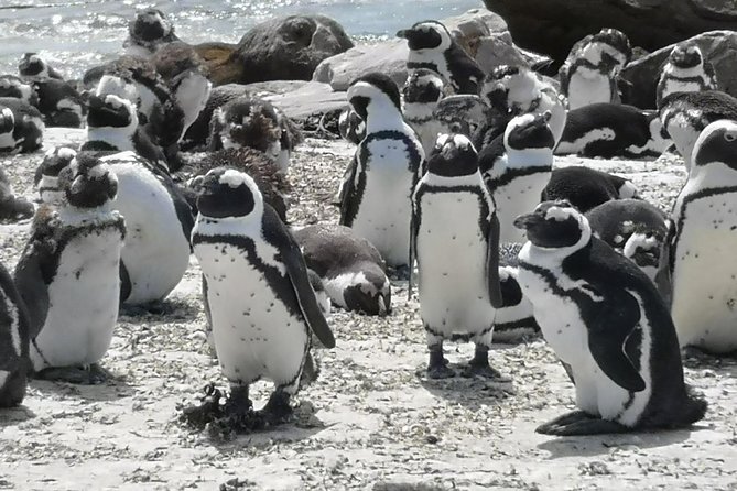 Private Cape of Good Hope Cape Point Penguins KirstenboschTour. - Kirstenbosch National Botanical Garden: Walk, Reset, and Notice the Details