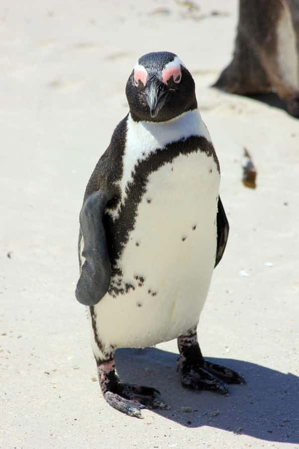 Private Cape of Good Hope Guided Tour - Cape Point National Park and the Cape of Good Hope finale