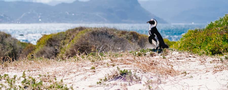Private Cape Peninsula Half-Day Tour with Penguins - Clifton and Camps Bay: The Coast Hits First