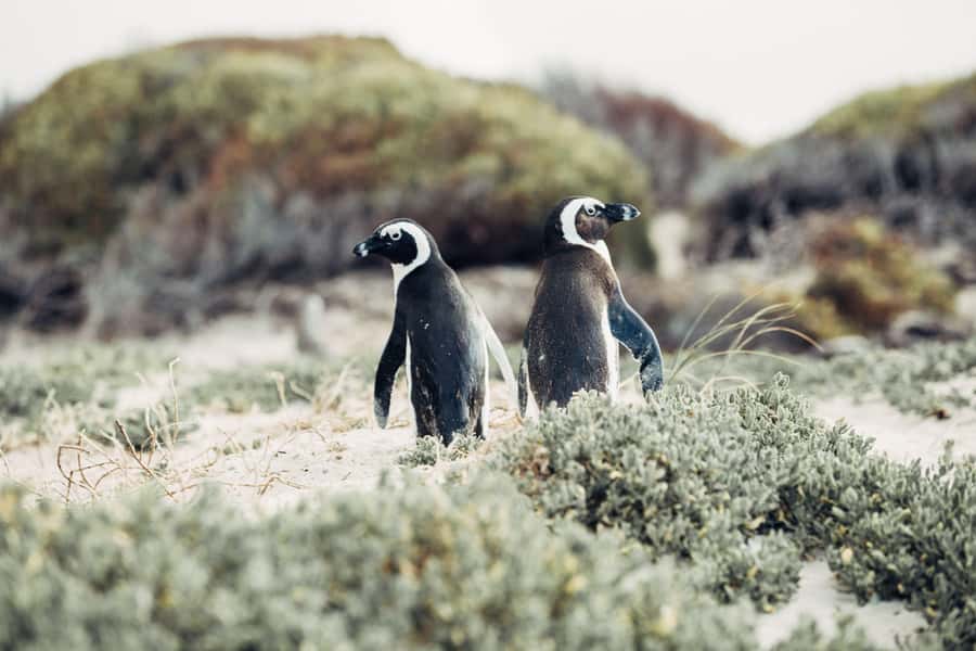 Private Cape Peninsula Half-Day Tour with Penguins - Boulders Penguin Colony Option: Worth It, But Plan for Timing