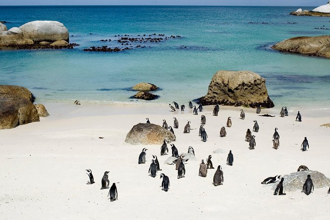 Private Cape Peninsula + Kirstenbosch Garden Full Day Guided Tour - Your guide makes the day: Mike, Dave, Chris, Werner, and more