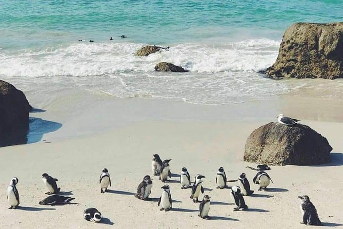Private Cape Peninsula Tour - The return route: Camps Bay, Simon’s Town, False Bay, Muizenberg, and Boyes Drive