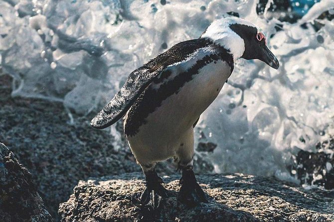 Private Cape Peninsula Tour - Cape Point Nature Reserve: two oceans, wildlife, and the lighthouse walk
