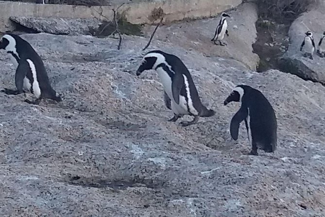 Private Cape Point Penguins Tour-Exploring the Cape Peninsula F/D - Simon’s Town: Naval Town Stories and the African Penguin Colony at Boulders Beach