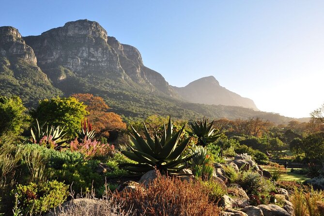 Private Cape Town City Tour table Mountain with wine tasting - Kirstenbosch National Botanical Garden: Where You Trade Views for Plant Detail