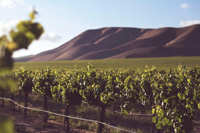 Private Cape Winelands Wine Tasting Tour - Paarl cheese-and-wine pairing: an hour that teaches your palate