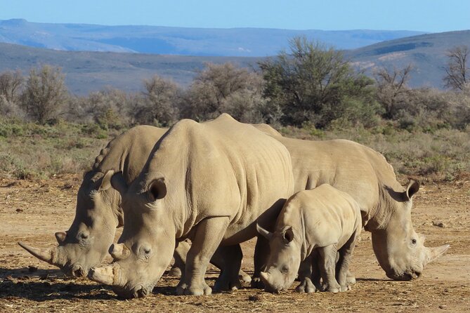 Private Custom Day Tour from Cape Town - A Private 8-Hour Cape Town Day That Doesn’t Feel Rushed
