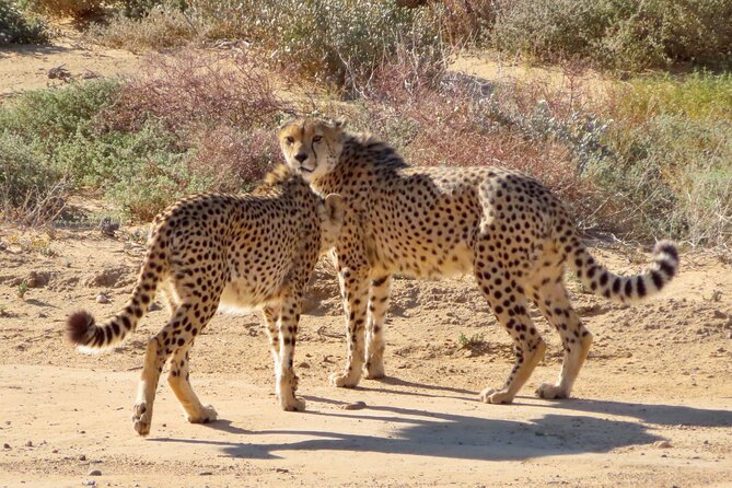Private Custom Day Tour from Cape Town - The Chauffeur Who Makes the Day Work: Ian’s Style of Guiding
