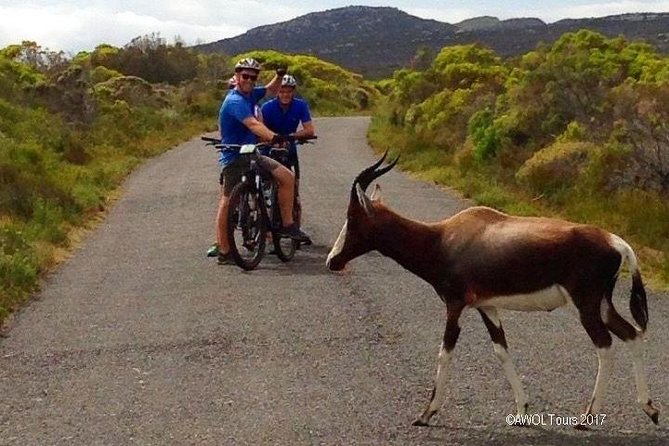 Private Cycling Tour of The Cape Peninsula from Cape Town - Where Boulders Beach fits into your day