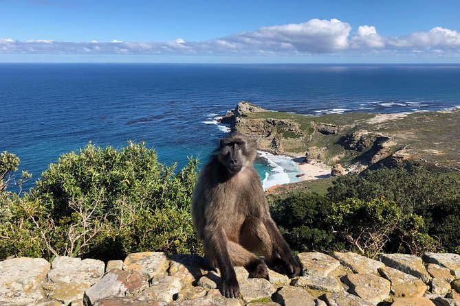 Private Day Tour to Cape Point , Penguins, Wine or Beer Tasting - False Bay Views at Boyes Drive, Plus the Whale-Spotting Window