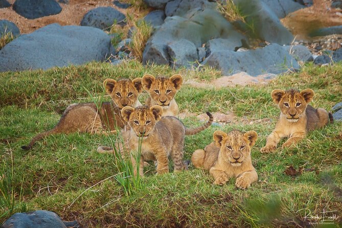Private Full Day Safari (10 hours) in Kruger National Park - Phalaborwa Gate Timing: Why This Route Works for a Full Day