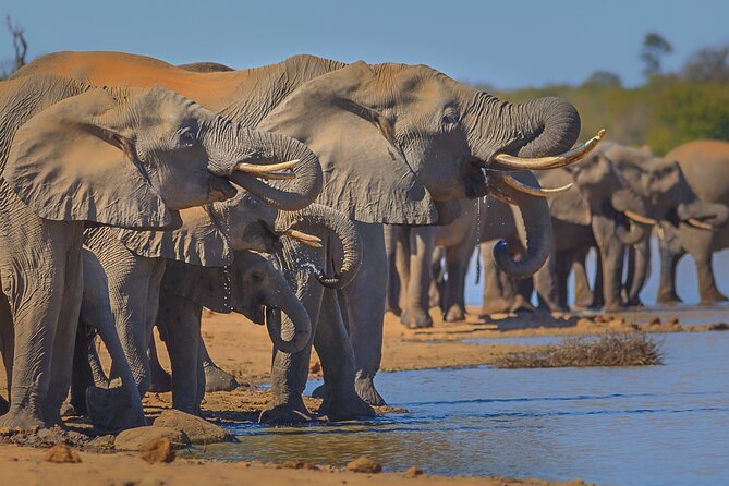 Private Full Day Safari (10 hours) in Kruger National Park - Satara Camp Road: The Predator Zone When the Day Turns Serious