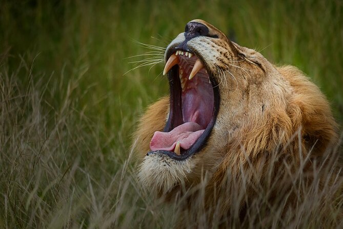 Private Full Day Safari (10 hours) in Kruger National Park - The Human Factor: Guides Like Renata Change the Experience