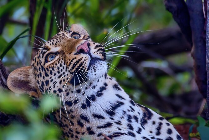 Private Full Day Safari (10 hours) in Kruger National Park - Who This Private Safari Fits Best