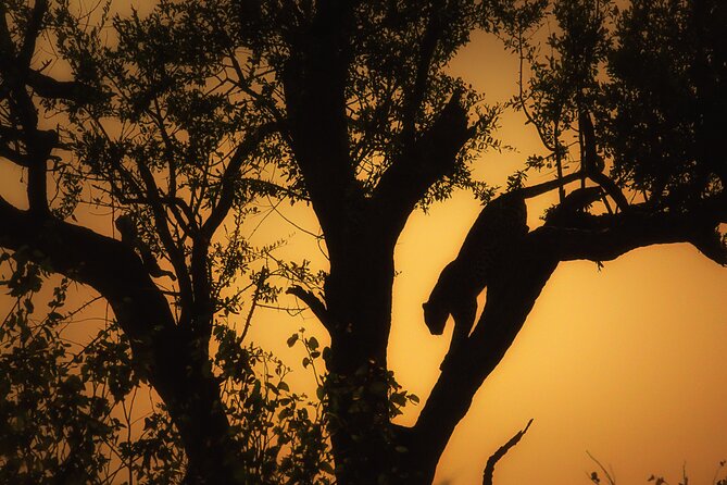 Private Full Day Safari (10 hours) in Kruger National Park - Letaba Rest Camp and Elephant Hall: Breakfast, Then Elephants