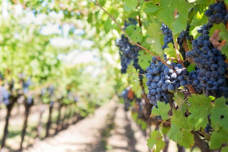 Private Full-Day Winelands Tour in Stellenbosch - Stellenbosch: where your day gets structured fast