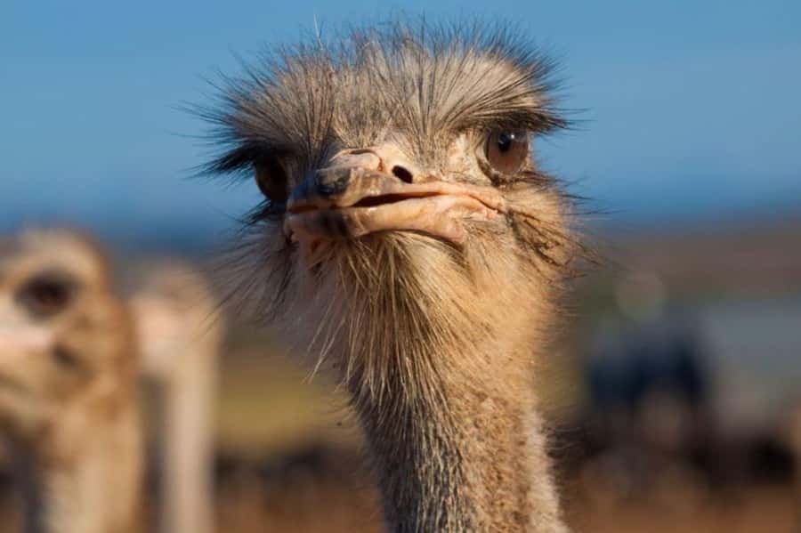 Private Oudtshoorn Full Day Tour - Cango Wildlife Ranch and the close encounters, excitement with safety limits