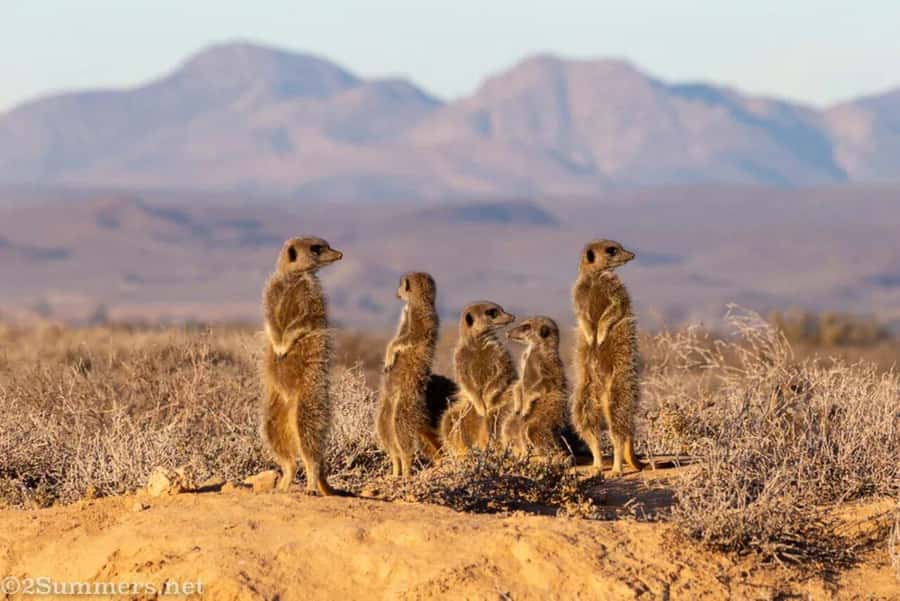 Private Oudtshoorn Full Day Tour - Private group value at $227 per person, what that price really buys