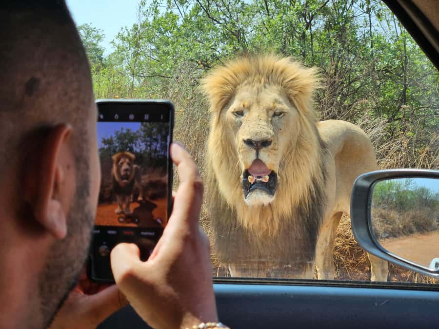 Private Rhino and Lion Park, Cradle Caves or Maropeng Museum - Key highlights worth planning around