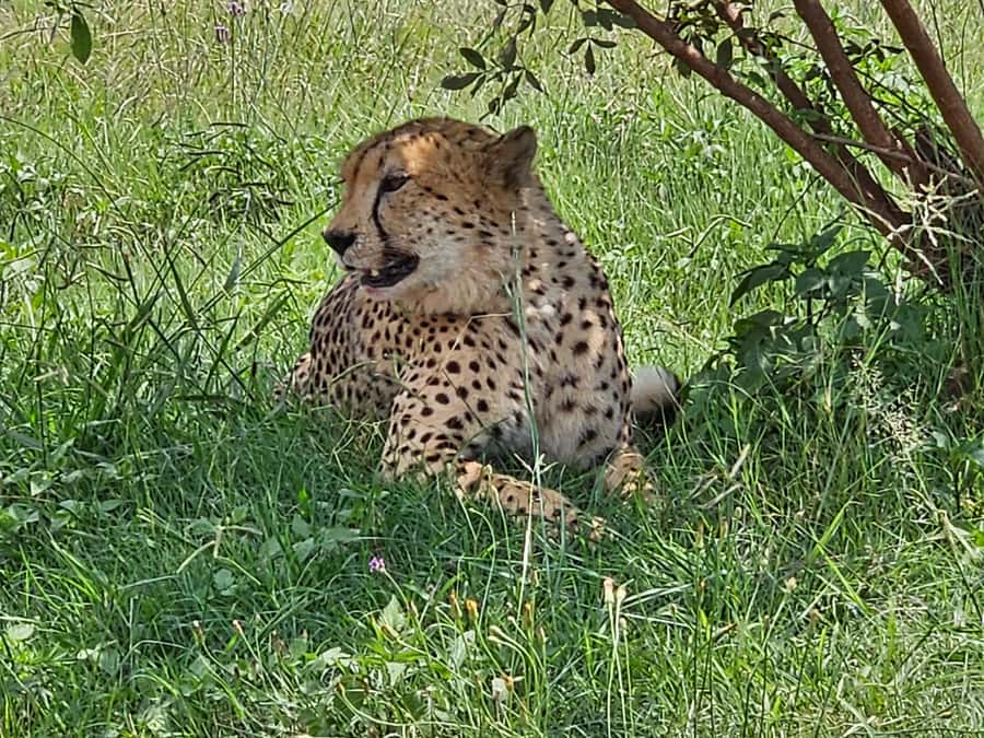 Private Rhino and Lion Park, Cradle Caves or Maropeng Museum - Timing and logistics that make the day feel easy