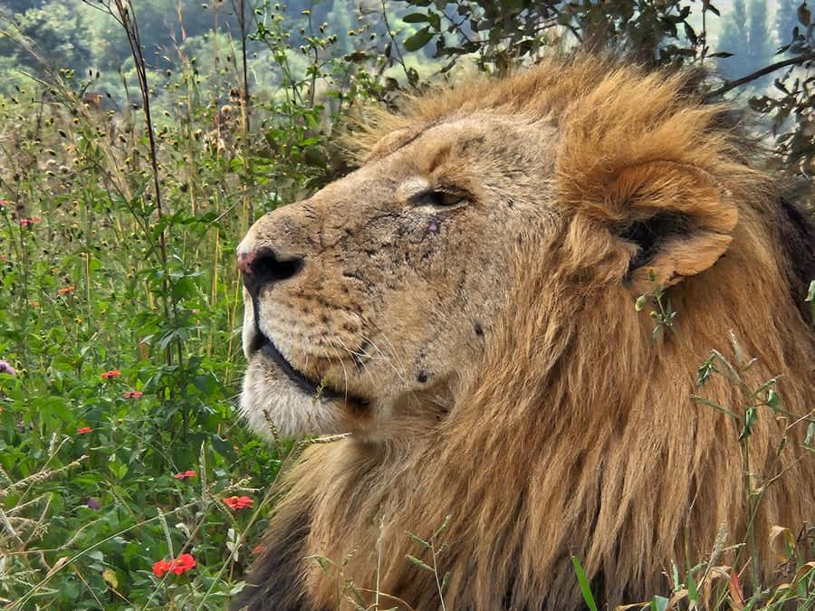 Private Rhino and Lion Park, Cradle Caves or Maropeng Museum - Who should book this safari and fossils day