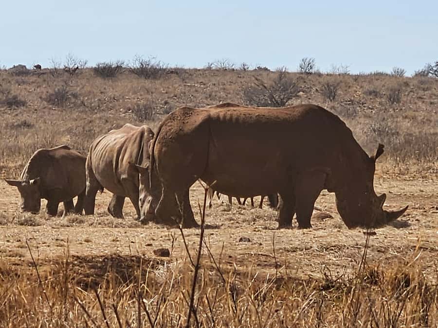 Private Rhino and Lion Park, Cradle Caves or Maropeng Museum - What Shane brings to the day: mining-village perspective, real stories