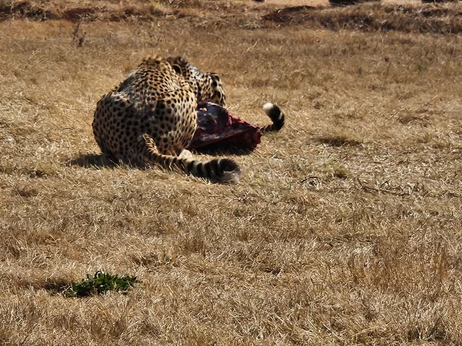 Private Safari. Cradle Humankind Caves or Maropeng Museum - Key Highlights at a Glance
