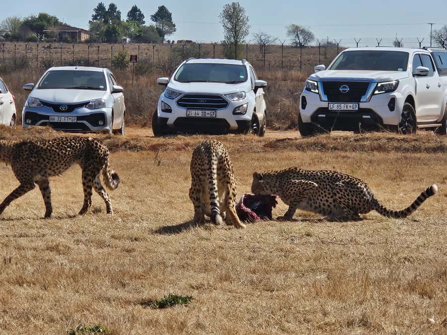 Private Safari. Cradle Humankind Caves or Maropeng Museum - Who Should Book This Private Safari Plus Maropeng Tour?