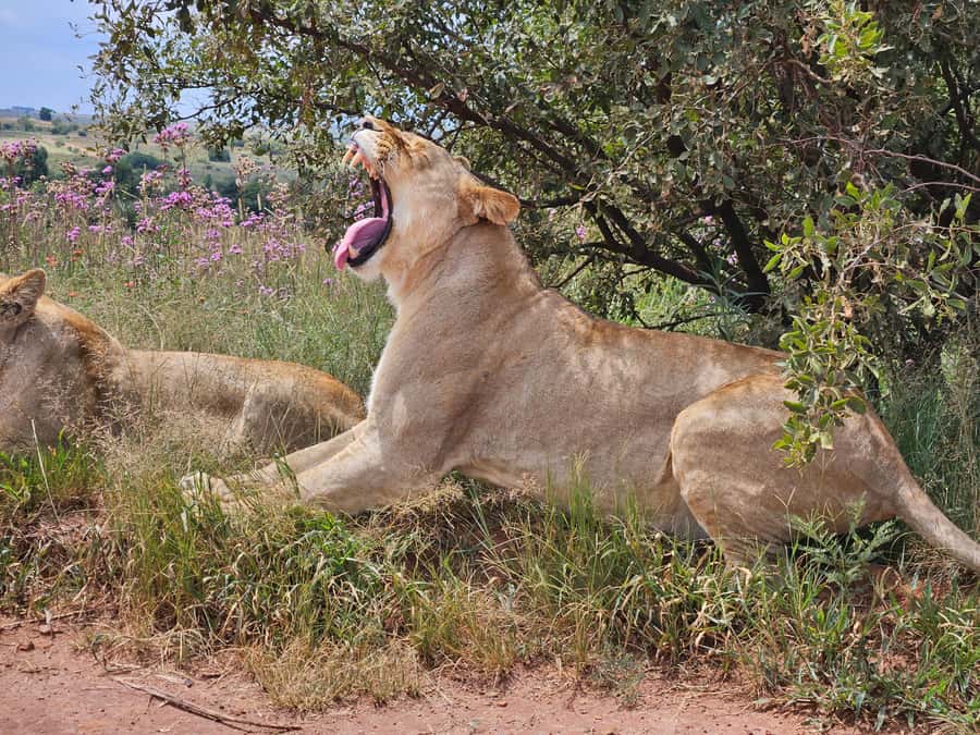Private Safari. Cradle Humankind Caves or Maropeng Museum - Safari and Lion Park: Lions, Wild Dogs, and Cheetahs on Your Route