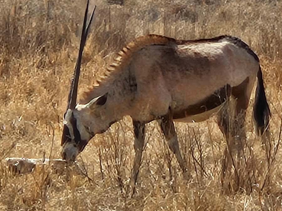 Private Safari. Cradle Humankind Caves or Maropeng Museum - The Short Jump to Maropeng, and Why the Timing Works
