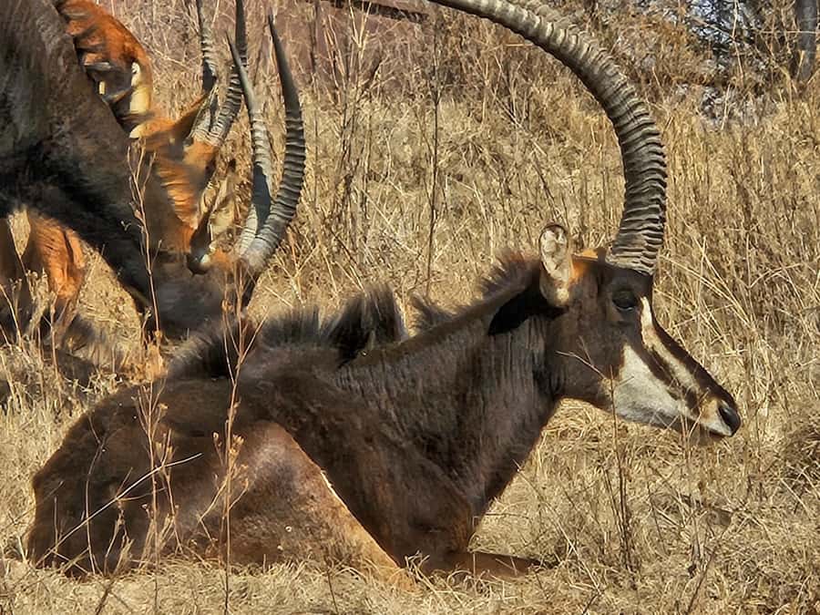 Private Safari. Cradle Humankind Caves or Maropeng Museum - Practical Tips for a 6-Hour Day You Can Actually Enjoy