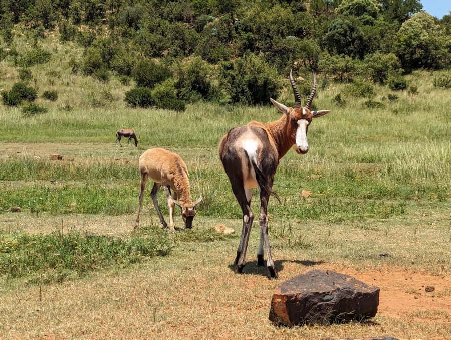 Private Safari. Cradle Humankind Caves or Maropeng Museum - Meet Shane in the White Car and Set the Tone
