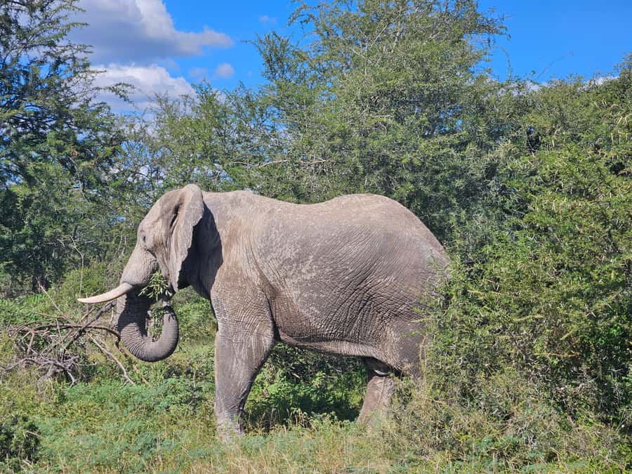 Private Safari Tour: Pilansberg National Park Big 5 - Key points to know before you go