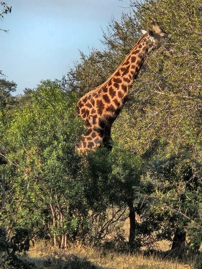 Private Safari Tour: Pilansberg National Park Big 5 - Where you’ll feel the value most: flexible searching, not just a badge