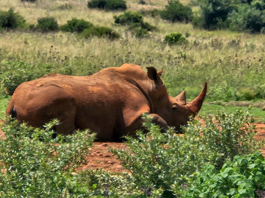 Private Safari Tour: Pilansberg National Park Big 5 - A 6 a.m. start that buys you more animal time at Pilansberg