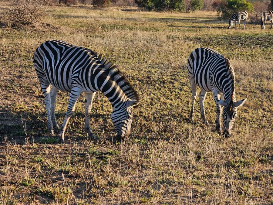 Private Safari Tour: Pilansberg National Park Big 5 - The full day timeline: pickup, drive, bush searching, and return