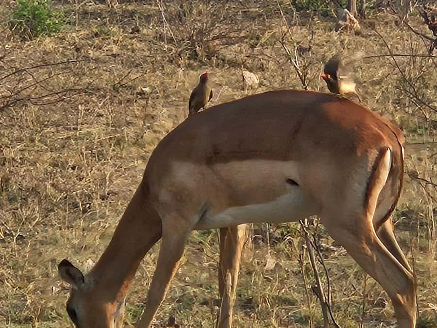 Private Safari Tour: Pilansberg National Park Big 5 - What you should pack: binoculars are not optional here