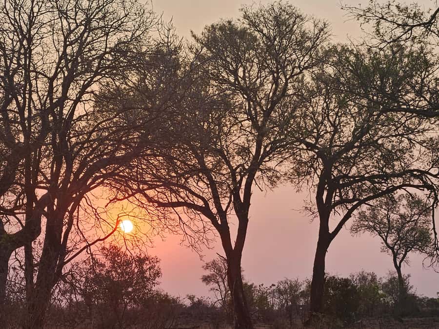 Private Safari Tour: Pilansberg National Park Big 5 - Guide quality and the difference between seeing and understanding