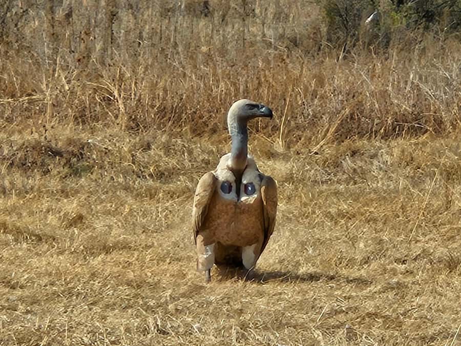 Private Safari Tour: Pilansberg National Park Big 5 - Lunch inside the reserve: convenient, but plan for extra cost