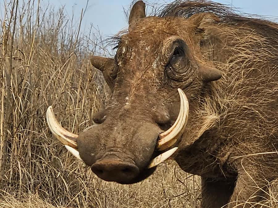 Private Safari Tour: Pilansberg National Park Big 5 - Price and logistics: does $155 per person make sense?
